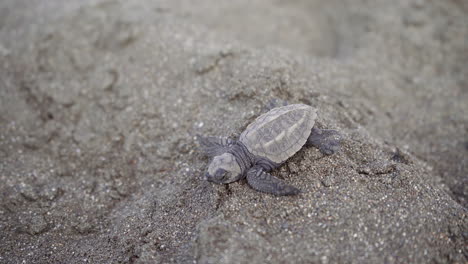 Olive-Ridley-Sea-Turtle,-Lepidochelys-Olivacea,-Steuert-Auf-Das-Wasser-Am-Niststrand-Des-Ostional-Wildschutzgebiets,-Guanacaste,-Costa-Rica-Zu