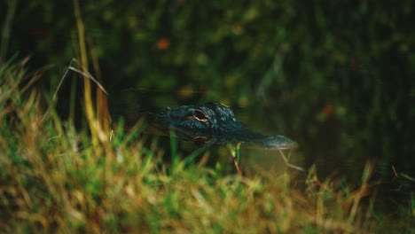 Cinemagraph---seamless-video-loop-of-an-Alligator-in-the-Florida-Everglades-close-to-Miami