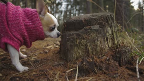 Chihuahua-dog-walking-on-a-forest-path-with-a-pink-pullover,-sniffing-around