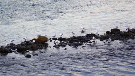 Flock-of-Black-headed-gulls-relaxing-on-rocks-in-the-fast-flowing-waters-of-the-river-Adige-in-Verona,-Italy
