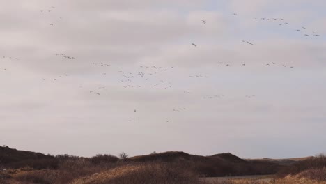 swarms-of-migratory-bird-hovering-around-in-the-sky-of-national-park
