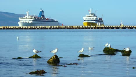 Seagulls-standing-on-stones-washed-by-clear-water-of-shallow-sea-lagoon-near-harbor-with-two-anchored-ferries