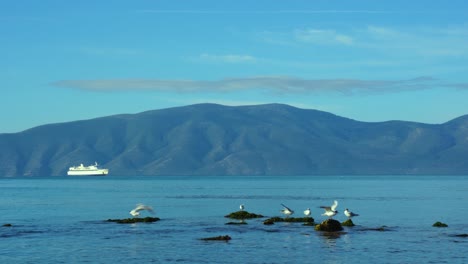 Seagulls-flying-over-calm-clear-water-of-seashore-and-standing-on-rocks,-white-ship-and-island-mountain-background-in-Adriatic