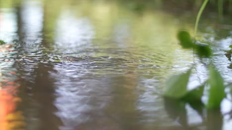 Whirlpool-Nach-Regen-Nahaufnahme-Hintergrund-Pflanze