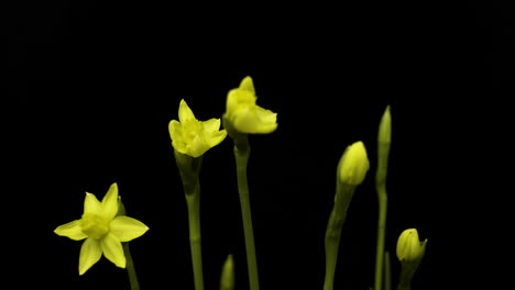 Beautiful-yellow-Daffodils-blooming-in-the-darkness---time-lapse