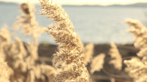 Beautiful-golden-grass-flowers-dancing-in-the-wind-by-a-lake---close-up-slowmo
