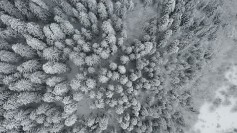 Scenic-directly-above-aerial-shot-of-snowy-and-ice-frozen-spruce-trees