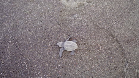 Olive-ridley-sea-turtle,-Lepidochelys-olivacea,-is-heading-towards-the-water-at-the-nesting-beach-of-Ostional-Wildlife-Refuge,-Guanacaste,-Costa-Rica