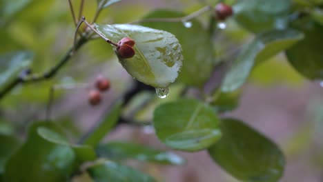 Water-rain-drop-with-fresh-green-leaf-for-nature-background-of-close-up-dew-drop-fall-from-leaf-p2