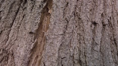 Texture-of-Bark-on-Tree,-Closeup-Detail-Rising-Pedestal-Shot