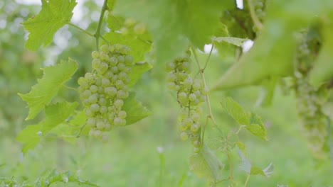 Wine-grape-vines-with-growing-grapes-in-souther-Canada-in-early-late-summer