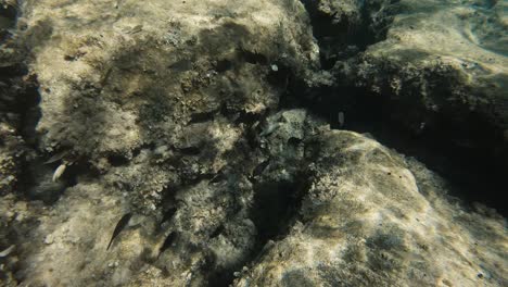 A-school-of-silver-and-black-fishes-swimming-at-the-bottom-of-a-reef-in-the-Meditteranean-Sea-in-Cyprus