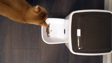 Automatic-pet-feeder-dispensing-kibble-as-cat-walks-up-to-eat