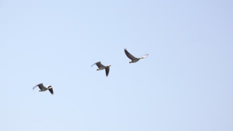 Bar-Headed-Geese-flying-in-the-Chitwan-National-Park-in-the-southern-region-of-Nepal-in-slow-motion