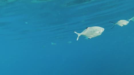 A-close-up-of-two-Blue-Runner-swimming-near-the-water-surface-in-Cyrpus