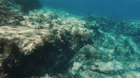School-of-fish-swimming-along-a-coral-reef-in-the-Mediterranean-Sea-in-Cyprus
