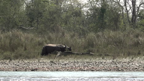 Ein-Vom-Aussterben-Bedrohtes-Wildes-Nashorn-Mit-Einem-Horn,-Das-Entlang-Eines-Flussufers-Im-Chitwan-Nationalpark-In-Der-Südlichen-Region-Nepals-Spaziert