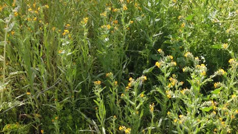 Neigen-Sie-Von-Einer-Masse-Von-Fiddlerneck-Wildblumen-Zu-Einzelnen-Pflanzen-Und-Blumen,-Apache-Wash,-Trailhead,-Sonoran-Preserve,-Phoenix,-Arizona