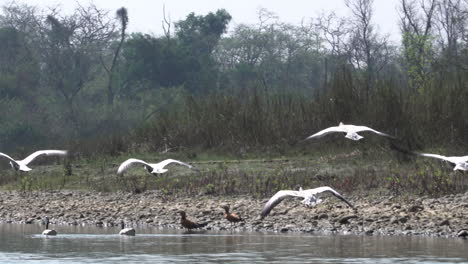 Eine-Schar-Von-Bargänsen,-Die-Von-Einem-Flussufer-Im-Chitwan-Nationalpark-In-Der-Südlichen-Region-Nepals-Abfliegen