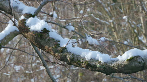 Snow-on-a-branch-at-winter