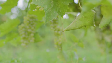 Wine-grape-vines-leaves-with-growing-grapes-in-background-in-souther-Canada-in-early-late-summer