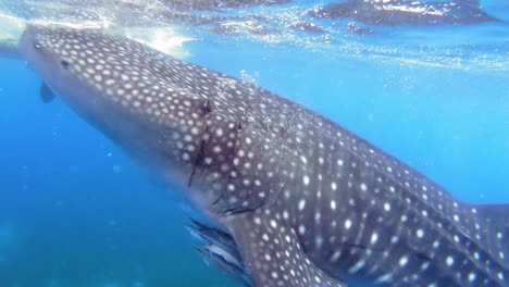Underwater-shot-of-an-impressive-Whale-Shark-with-Pilot-fishes-swimming-near-sea-surface