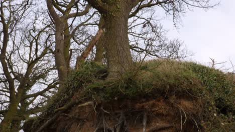 Tilt-down-shot-of-tree-on-cliff-with-exposed-roots