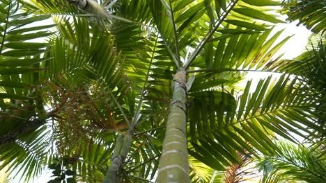 Rising-along-palm-tree-trunk,-lush-green-tropical-leaves,-Aerial-shot