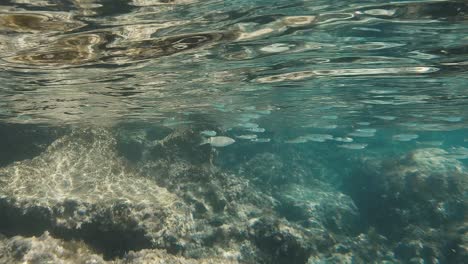 Eine-Faszinierende-Aufnahme-Eines-Fischschwarms,-Der-Nahe-Der-Meeresoberfläche-Schwimmt
