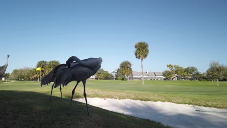 Florida-Sandhill-Crane-Preening-Tail-Feathers-on-Golf-Course