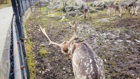 Fallow-deer-male-buck-scratch-his-back-at-Slottskogen-Park,-Gothenburg,-Sweden