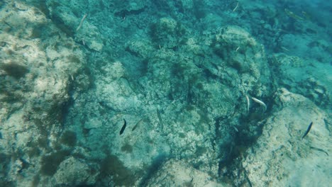 Ein-Großer-Fischschwarm,-Der-In-Einem-Korallenriff-Auf-Zypern-Schwimmt