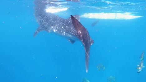 wale-shark-snorkelling-at-Pacijan-Island,-Philippines
