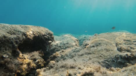 Camera-moving-through-a-coral-reef-at-the-bottom-of-the-sea-in-the-Meditteranean-Sea