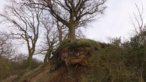 Oak-tree-with-exposed-roots-due-to-coastal-erosion-leading-to-land-loss