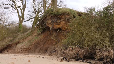 Tilt-shot-of-a-tree-on-the-edge-of-a-cliff-with-exposed-roots