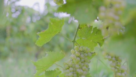 Wine-grape-vines-with-growing-grapes-in-souther-Canada-in-early-late-summer