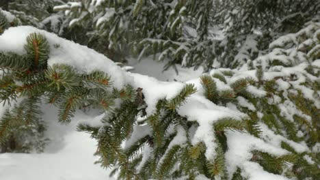 Ein-Schuss-Grüner-Fichtenzweige,-Die-Mit-Frischem-Schnee-Bedeckt-Sind