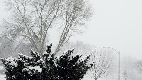 Busch-Mit-Schnee-Bedeckt,-Während-An-Einem-Kalten-Tag-Schneeflocken-Fallen,-Keine-Personen