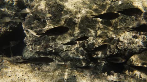 Eine-Unterwasseraufnahme-Eines-Silber-schwarzen-Fischschwarms,-Der-In-Verschiedene-Richtungen-Schwimmt