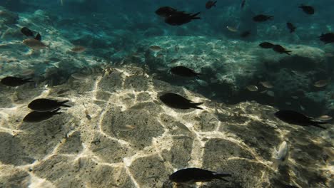 Eine-Unterwasseraufnahme-Am-Meeresgrund-Eines-Fischschwarms,-Der-In-Verschiedene-Richtungen-Schwimmt