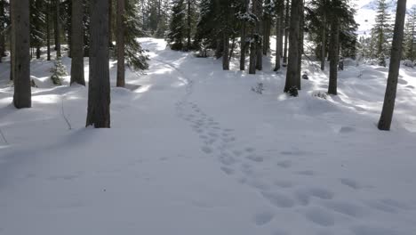 Footprints-in-fresh-snow-leading-deep-into-the-spruce-forest-on-a-sunny-day