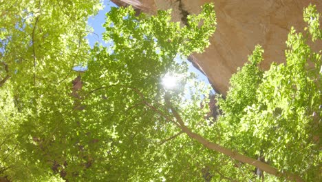 Tracking-shot-looking-up-from-canyon-at-sun-rays-through-tree-branches
