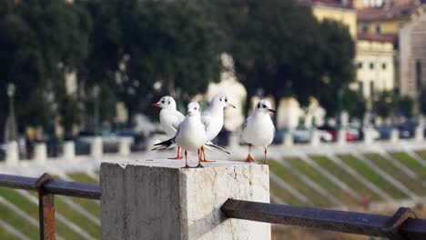 Black-headed-gull-with-adult-winter-plumage-resting-by-the-river-Adige-in-the-historic-city-of-Verona,-Italy