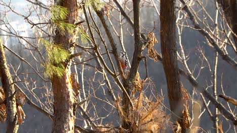 Weißrückenspecht-Pickt-Am-Baum-Auf-Der-Suche-Nach-Insekten-Bei-Sonnenuntergang-Im-Wald-Von-Seoul-Bei-Sonnenuntergang-P2
