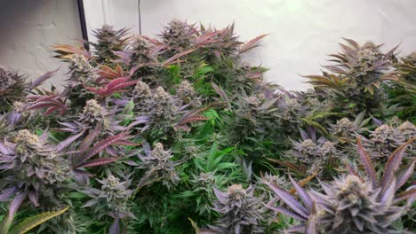 Aufnahme-Einer-Cannabispflanze,-Die-Während-Der-Blütephase-In-Einem-Zuchtzelt-Wächst
