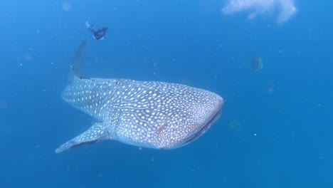 Underwater-shot-of-a-fearsome-Whale-shark-swimming-towards-camera-on-a-beautiful-sea