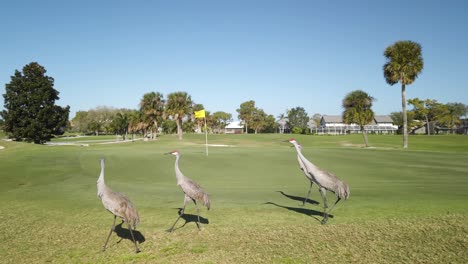 Four-Florida-Sandhill-Cranes-Strut-on-Golf-Course,-Tracking-Pan-Left
