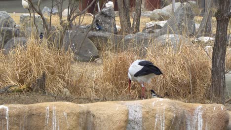 Western-White-Storch-Ciconia-Im-Zoo-In-Südkorea