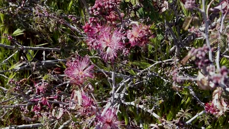 Langsames-Hochkippen-Von-Feenstaubknospen-Zu-Blumen,-Mcdowell-Sonoran-Conservatory,-Scottsdale,-Arizona